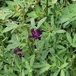 Medicago × varia Агульны выгляд