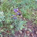 Vicia onobrychioidesFlower