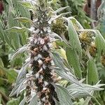Leonurus quinquelobatus Flor
