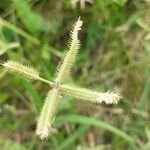 Dactyloctenium aegyptium Flower