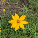 Coreopsis lanceolataBlüte