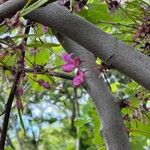 Cercis occidentalis Blomst