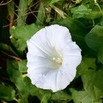 Calystegia sepium फूल