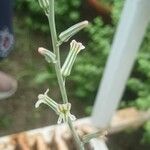 Haworthiopsis limifoliaBlodyn