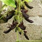 Mucuna pruriens Квітка