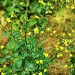 Lapsana communis Flower