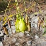 Sesbania drummondii Fruit