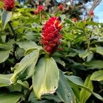 Costus curvibracteatus Flower