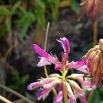 Trifolium alpinum Kukka