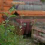 Linaria simplex Habit