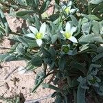 Aizoanthemopsis hispanica 花