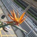 Strelitzia reginae Flower