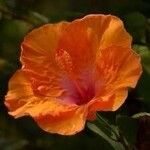 Hibiscus rosa-sinensisFlower