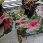 Caladium bicolorഇല