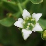Thesium linophyllon फूल