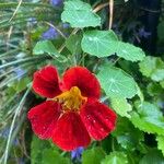 Tropaeolum minus Flor