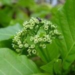 Pisonia grandis Flower