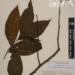 Alnus nepalensis Sonstige