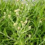 Pseudognaphalium undulatum Vivejo