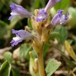 Orobanche mutelii Žievė