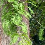 Metasequoia glyptostroboidesBlatt