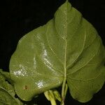 Ipomoea alba Blatt