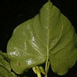 Ipomoea alba Feuille