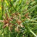 Cyperus longus Owoc