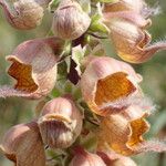 Digitalis ferruginea Blüte