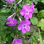 Phlox carolina Flower