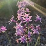 Tulbaghia simmleri Flor