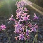 Tulbaghia simmleri Flower