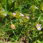 Euphrasia alpina Habitus