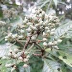 Gaertnera rubra Fruit