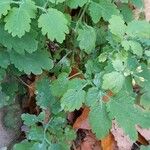 Chelidonium majus ശീലം