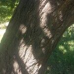 Prunus armeniaca Corteza