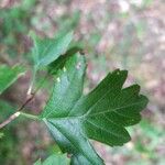 Crataegus rhipidophylla Levél