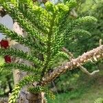 Araucaria laubenfelsii برگ