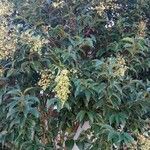 Ligustrum lucidum Levél