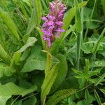 Dactylorhiza incarnata 形態