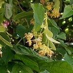 Tilia × euchlora Blomma