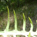 Agoseris retrorsa Leaf