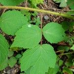 Rubus phoenicolasiusBlad