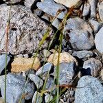 Carex frigida Likasa