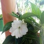 Impatiens wallerianaКвітка