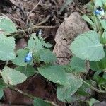 Salvia occidentalis Цветок