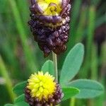 Trifolium spadiceum Květ
