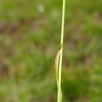 Carex sempervirens Likasa