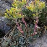 Sedum albomarginatum Flower