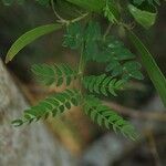 Acacia heterophylla Лист